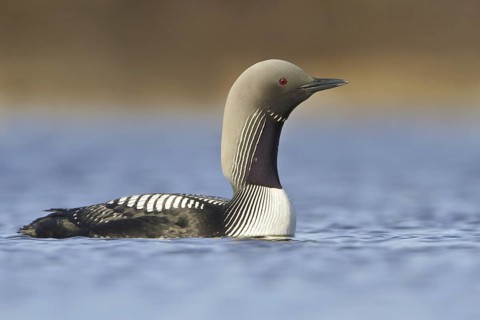 Pacific Loon (Gavia pacifica), Manitoba, Canada
