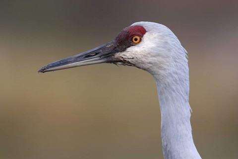 Sandhill Crane (Antigone canadensis), British Columbia, Canada