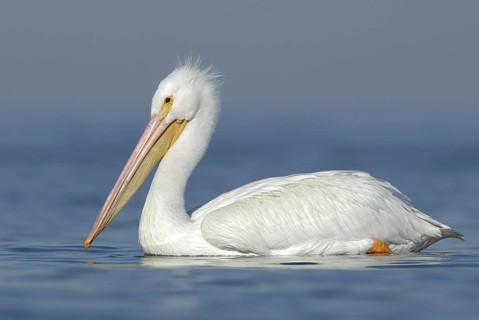 American White Pelican (Pelecanus erythrorhynchos), Texas, USA