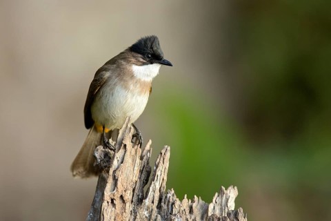 Red-vented Bulbul (Pycnonotus cafer), Yunnan, China