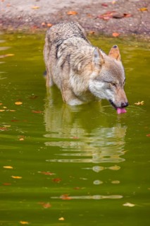 A Eurasian gray wolf (Canis lupus lupus) drinks from a pond in a forest