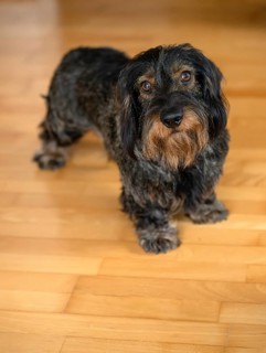 Rough-haired dachshund, male, standing on parquet, Stuttgart, Baden-Württemberg, Germany