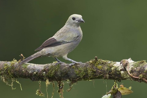 Palm Tanager (Thraupis palmarum), Costa Rica
