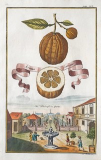 Citrus fruit, Arango Fiamato, hand-coloured copperplate engraving from Nürnbergische Hesperides,