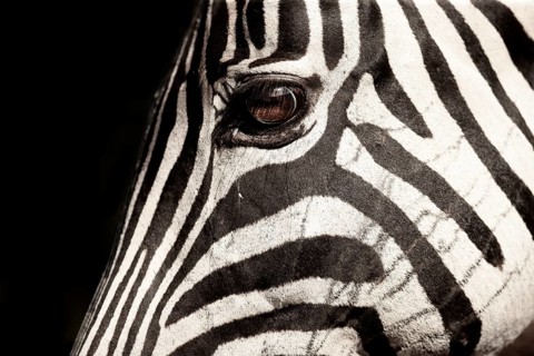 Burchell's Zebra (Equus burchellii) head portrait, Kruger National Park, South Africa