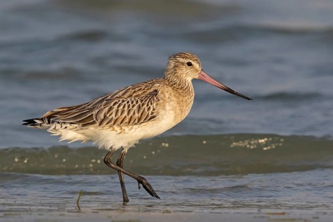 Bar-tailed godwit, (Limosa lapponica), foraging, waters, biotope, animals, birds, snipe, Barr Al