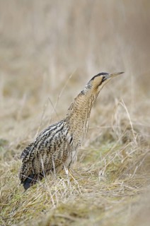 Rohrdommel (Botaurus stellaris), Bittern, Altvogel im Winter, Februar, Muenster,
