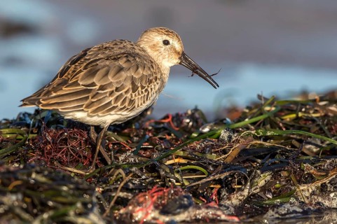 Dunlin (Calidris alpina) foraging on shoreline, Mecklenburg-Western Pomerania, Germany