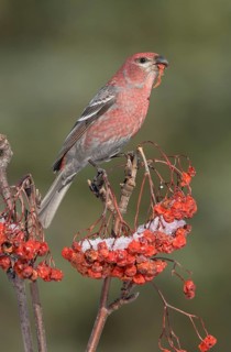Pine Grosbeak (Pinicola enucleator) male perched on a branch feeding on red berries, Alaska, USA