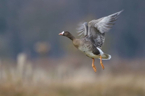 Greater White-fronted Goose (Anser albifrons) juvenile flying, North Rhine-Westphalia, Germany