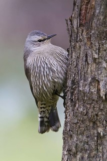 Brown Treecreeper (Climacteris picumnus), Victoria, Australia