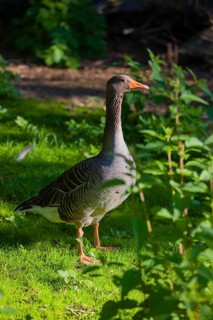 One Greylag Goose, Anser anser, stands on a green meadow