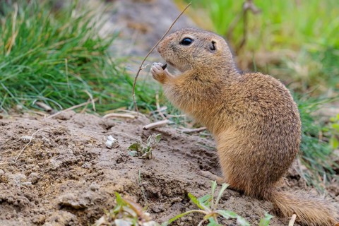 An adult ground squirrel (Spermophilus citellus) is eating leaves and flowers on bare ground in a