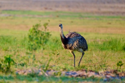 Nandu stands in a green meadow, surrounded by natural vegetation and a peaceful atmosphere, Nandu
