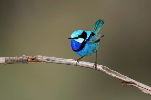 Splendid Fairywren (Malurus splendens callainus) male perched on a branch, South Australia,
