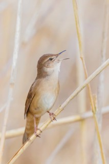 Rohrschwirl, Locustella luscinioides Savi's, warbler, Locustella luscinioides