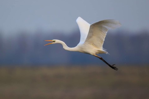 Great Egret (Ardea alba) calling in flight, North Rhine-Westphalia, Germany