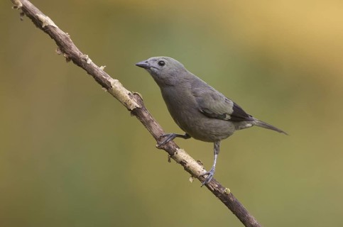 Palm Tanager (Thraupis palmarum), Santo Domingo, Ecuador