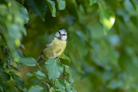 Blue tit (Cyanistes caeruleus) adult garden bird on an Ivy (Hedera helix) tree branch in summer,