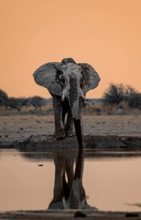 African elephant (Loxodonta africana), drinking at a waterhole, reflection, at sunset, Nxai Pan