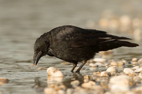 Carrion Crow (Corvus corone) at waterhole, Bavaria, Germany