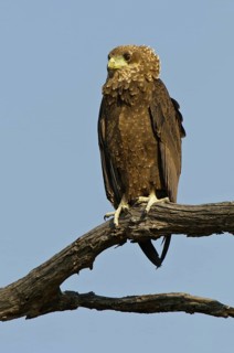 Bateleur (Terathopius ecaudatus), South Africa