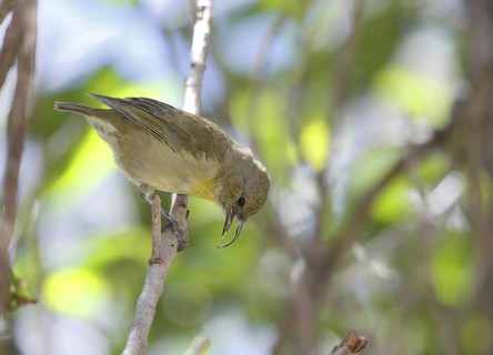 Akiapola'au, Hemignathus wilsoni, Endangered Hawaiian Honeycreeper