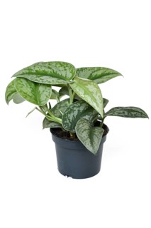 Exotic houseplant called 'Scindapsus Pictus Exotica' or 'Satin Pothos' with velvet texture and