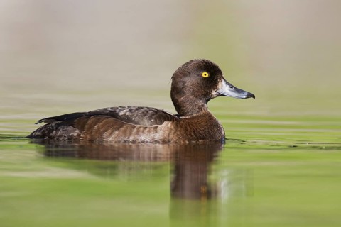 Tufted Duck (Aythya fuligula) female, Brandenburg, Germany