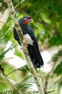 Red-throated Caracara (Ibycter americanus) perched on a branch in the rainforest of Guyana