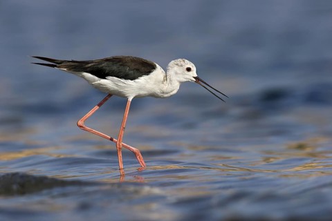 Black-winged Stilt (Himantopus himantopus), Eilat, Israel