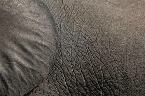 African elephant (Loxodonta africana) detail of ear and skin, Kazinga, Uganda
