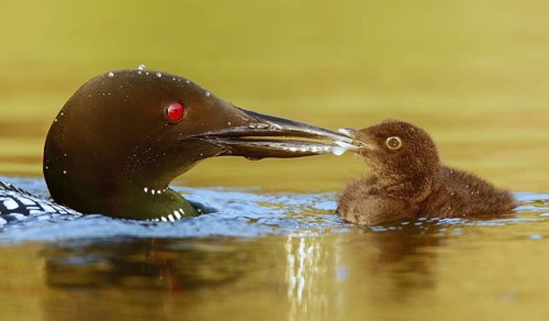 Great Northern Loon (Gavia immer) feeds chick, British Columbia, Canada