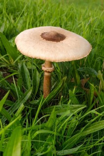 Giant umbrella mushroom in a meadow, parasol mushroom (Macrolepiota procera), mushroom, close-up,