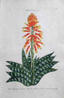 Aloe africana serrata, hand-colored mezzotinto copper engraving from Phytanthoza iconographica by