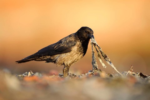 Hooded Crow (Corvus cornix) foraging, Schleswig-Holstein, Germany