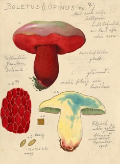Mushroom, Mushrooms, Wolfs-Röhrling, Rubroboletus lupinus, syn. Boletus lupinus, authentic