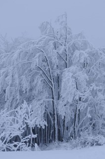 Snow-covered trees in a wintry landscape, all with a blue tint, Gaisberg, Salzburg