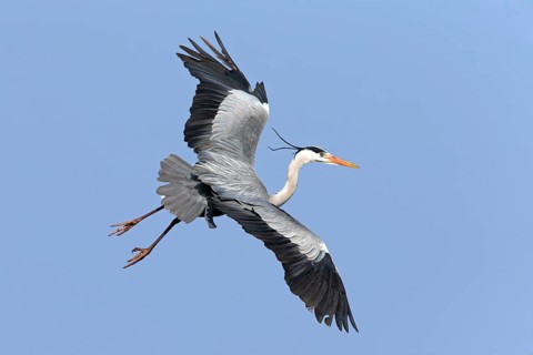Grey heron, heron, (Ardea cinerea), animals, birds, heron, aerial photograph, Luisenpark, Mannheim,