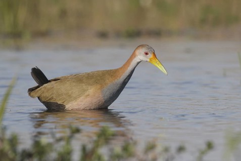 Giant Wood Rail (Aramides ypecaha) foraging, Corrientes, Argentina