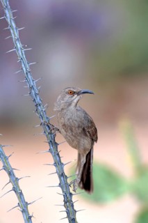 Curve-billed mockingbird (Toxostoma curvirostre), adult, Ocotillo cactus, Sonoran Desert, Arizona,
