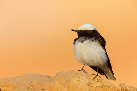 Black wheatear, (Oenanthe monacha), animals, birds, perching, passerines, Israel