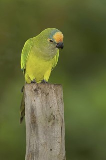 Peach-fronted Parakeet (Eupsittula aurea), Mato Grosso do Sul, Brazil