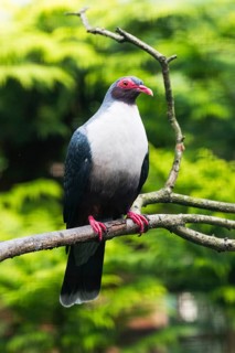 Papuan Mountain Pigeon (Gymnophaps albertisii), captive, Germany