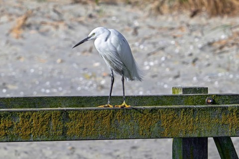 Little egret (Egretta garzetta) perched on wooden footbridge in the dunes along the North Sea coast