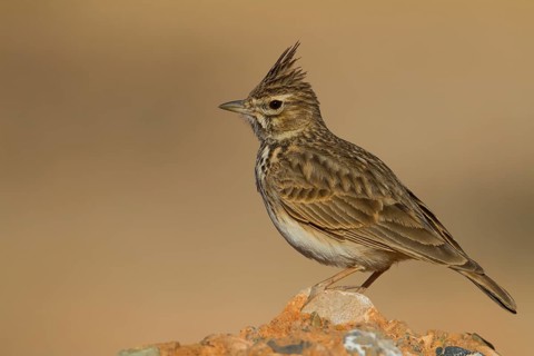 Thekla Lark - Theklalerche - Galeridae theklae ssp. theresae, Morocco, adult