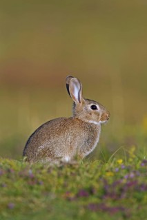 Young European rabbit (Oryctolagus cuniculus), common rabbit sitting in meadow