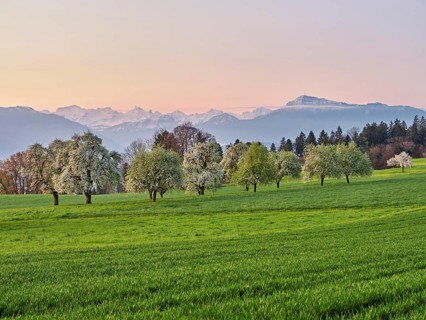 Flowering pear trees (Pyrus communis) in the light of dusk, in the background the snow-covered Alps