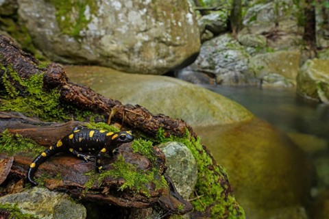 Animals, amphibians, fire salamanders in the biotope, habitat, real salamanders, amphibians,