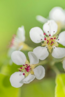 Blossoms of a pear (Pyrus), fruit tree, diffuse background, cropped, portrait format, nature photo,